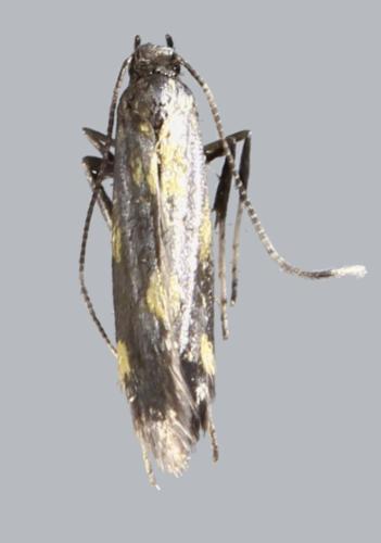 Réf. 318 486 : Euspilapteryx auroguttella